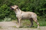 AMSTAFF ADULT 459